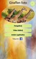 Giraffen foto's en video's-poster