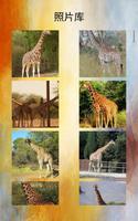 长颈鹿照片和视频 截图 2