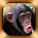 Monkey Photos and Videos APK