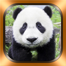 Panda Photos et Vidéos APK