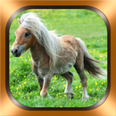 Photos et vidéos de poney APK