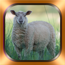 Moutons Photos et Vidéos APK