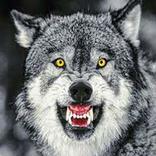 Hungry Wolf : Wolf Games