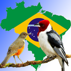 Brazilian's birds - Canto de p أيقونة