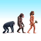 Human Evolution 3D
