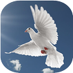 Musica cristiana 아이콘