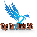 APK Top Ten Birds SG