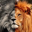 Colorize Photo - Blanco y negr