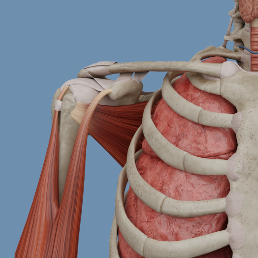VOKA Pathology 3D