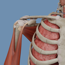 VOKA 3D Anatomy & Pathology APK