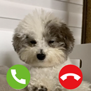 APK Cute Dog Prank Call cute dog g