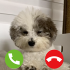 Cute Dog Prank Call 图标