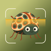 Insecto AI: Bug Identifier icon