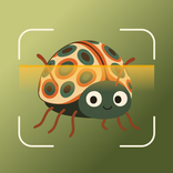 Insecto AI: Bug Identifier