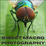 Tips: Insect Macro Photography
