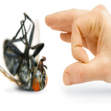 طرق طرد الحشرات من المنزل