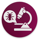 Insects Under Microscope icon