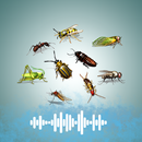 Haşarat sesleri APK