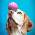 Dog Training - Best Tricks