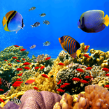 Ocean Fish Live Wallpapers