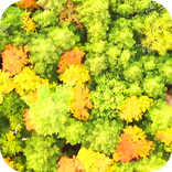 4K Trees Video Wallpaper