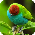 4K Birds live Wallpapers আইকন