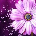 Gerbera Flower Particles Video Wallpaper