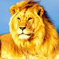 Lion Live Video Wallpaper