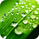 Rain Drops Sounds And Relax Videos APK