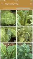 DiagnoPlant Tobacco 截圖 3