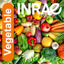 Vegetable APK