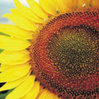 Girasol Rendimiento ícone