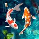 Koi Fish Live Wallpaper 4k APK