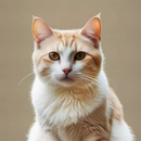 Kitty Family Cat Simulator APK