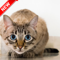 Cat Breeds