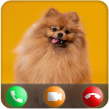 Video Call With Pomeranian Dog
