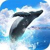 APK REAL WHALES Find the cetacean.