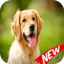 Wallpaper Golden Retriever HD APK