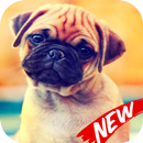 Wallpaper Pug HD APK