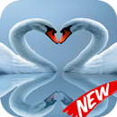 Wallpaper Swan APK