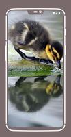 Duck Wallpapers Affiche