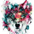 Wolf Wallpapers