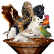Animal Sounds