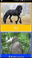 Animal Sounds poster