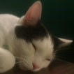 Cat Meower