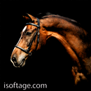 APK game horse