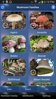Mushroom Id - British Fungi poster