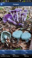 Mushroom Id - British Fungi Ekran Görüntüsü 2