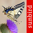 Butterfly Id - British Isles APK