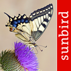 Butterfly Id - British Isles आइकन